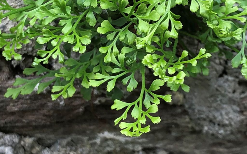 Asplenium x alternifolium ?